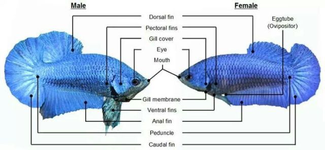How to Differentiate Male and Female Butterfly Betta Fish? 2