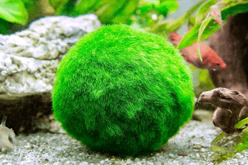 Are Moss Balls Good for Betta Fish? 2