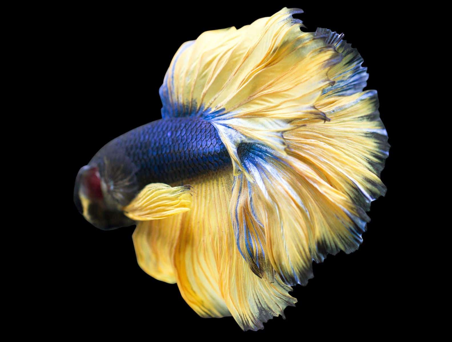 Black and Gold Betta Fish: Characteristics and Care 2