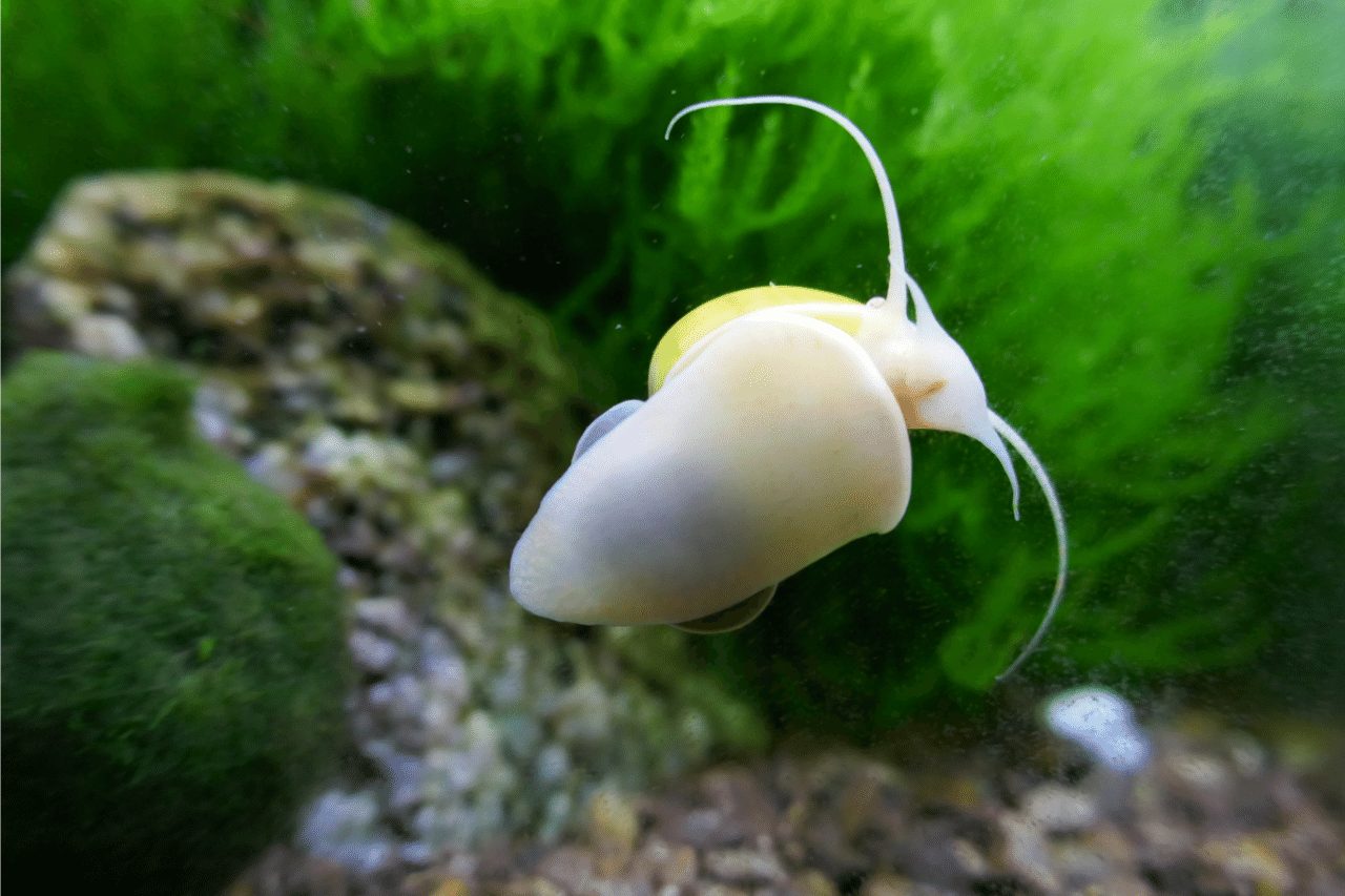 Why Are Your Aquarium Snails Floating? 2