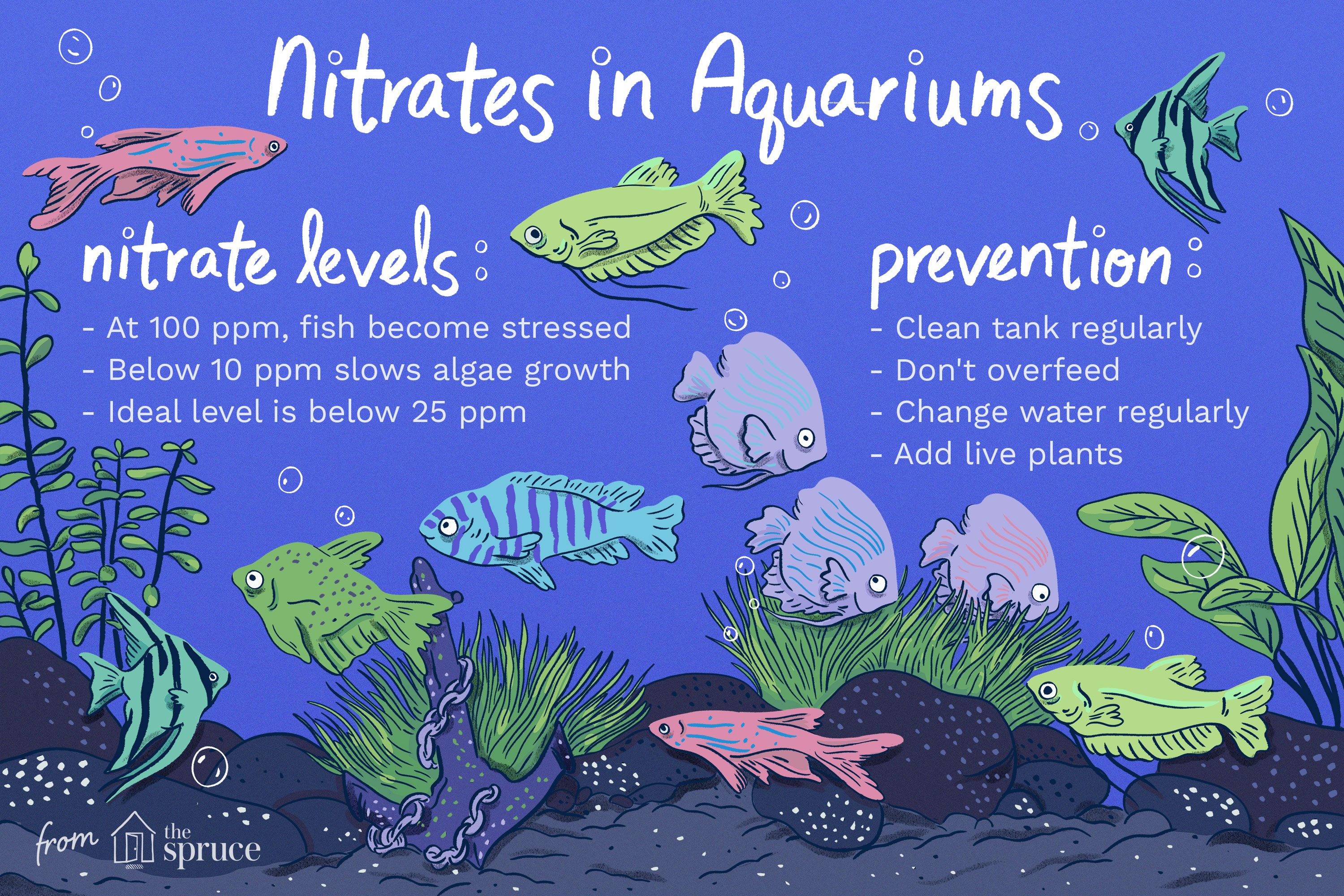 How to Raise Nitrates in Aquarium?