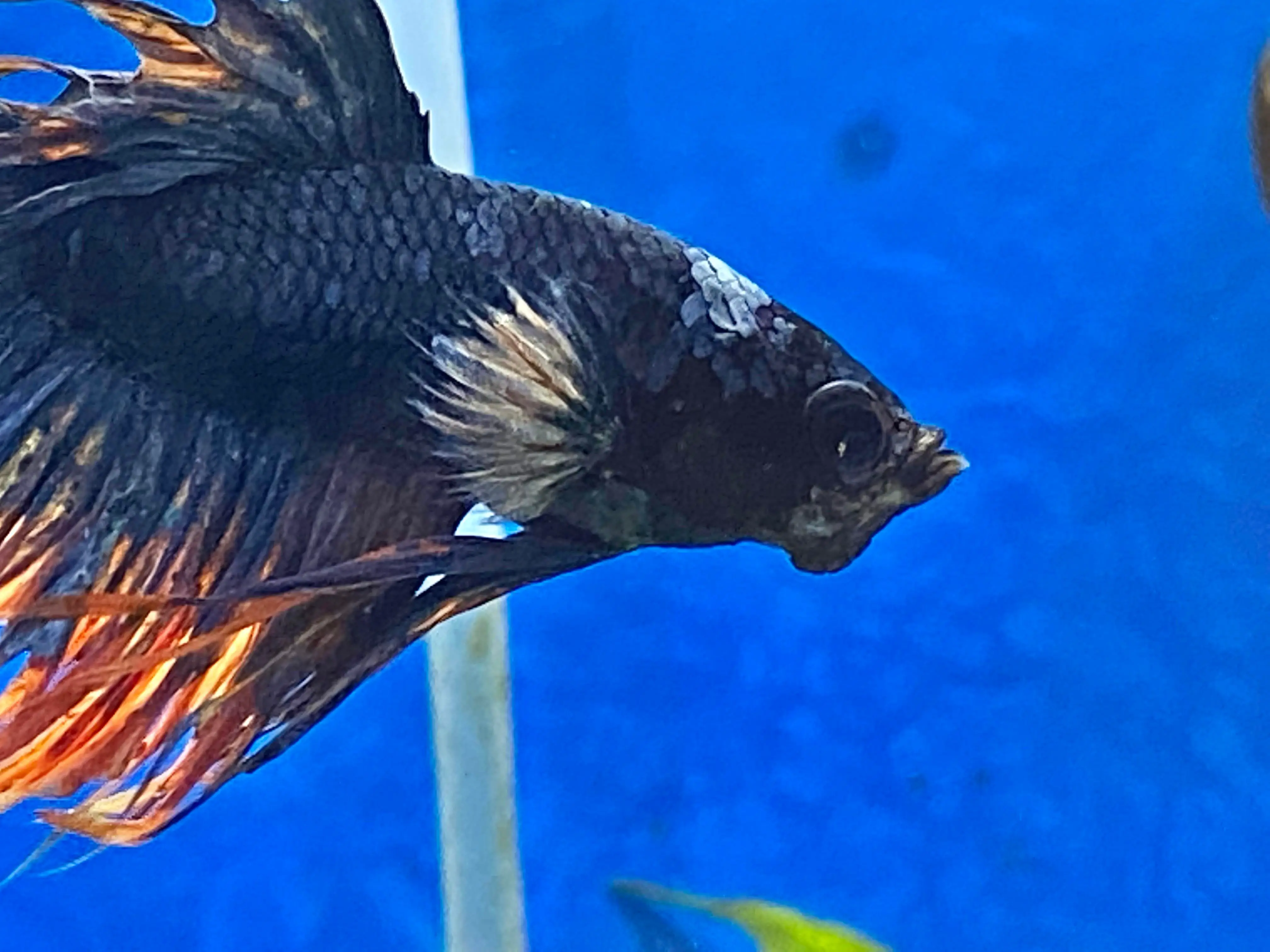 Betta Fish Health: What to Do About Lumps Under the Chin?