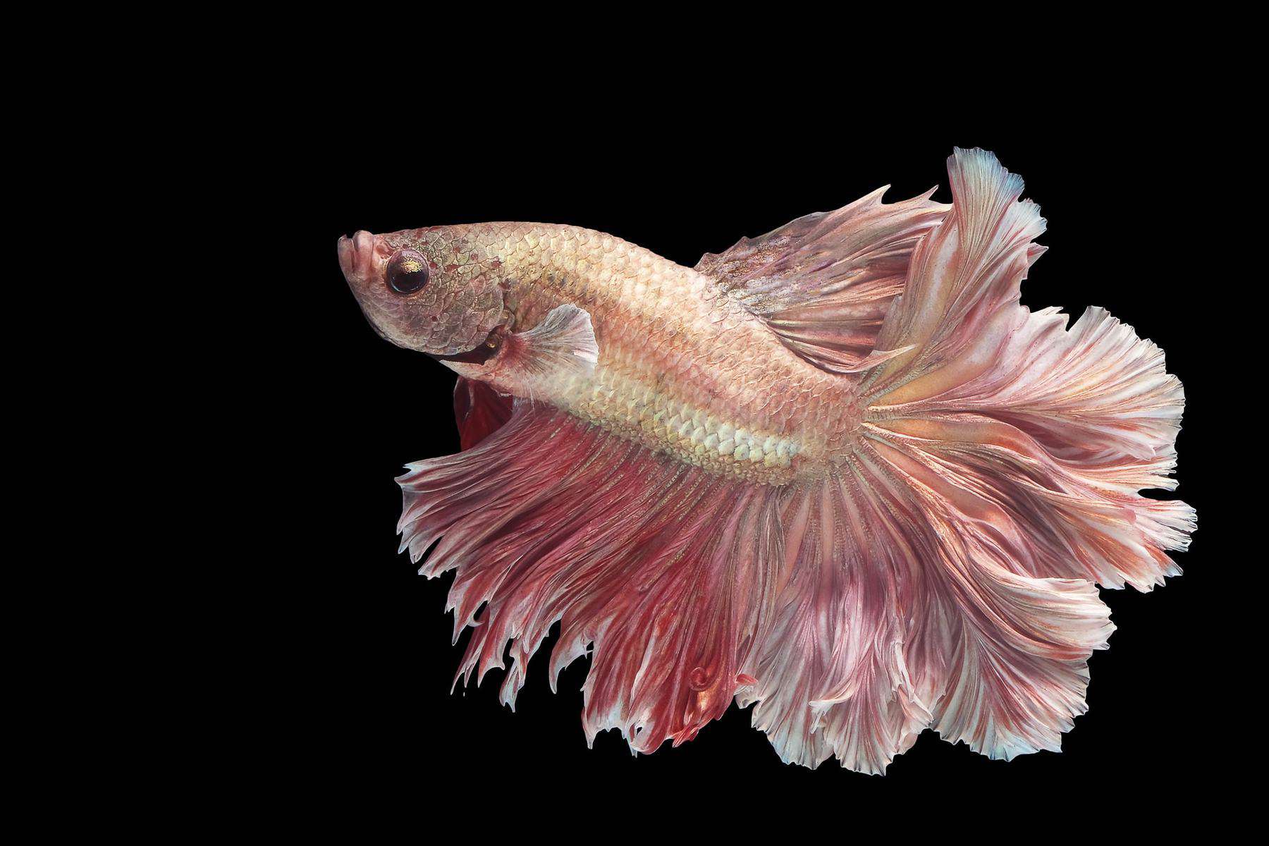 The Alluring Charm of Pink Betta Fish 2