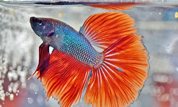 Finding the Right Vet for Your Betta Fish