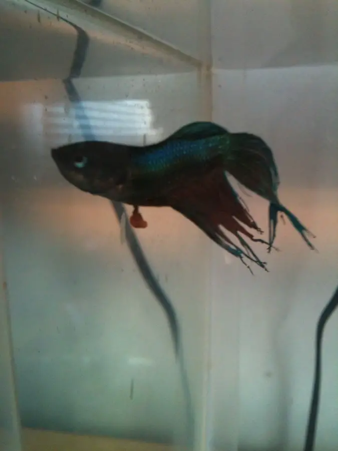 Dealing with Betta Fish Intestines Hanging Out 2