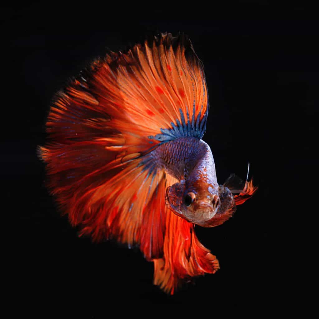 How Long is a Betta Fish Memory? 2