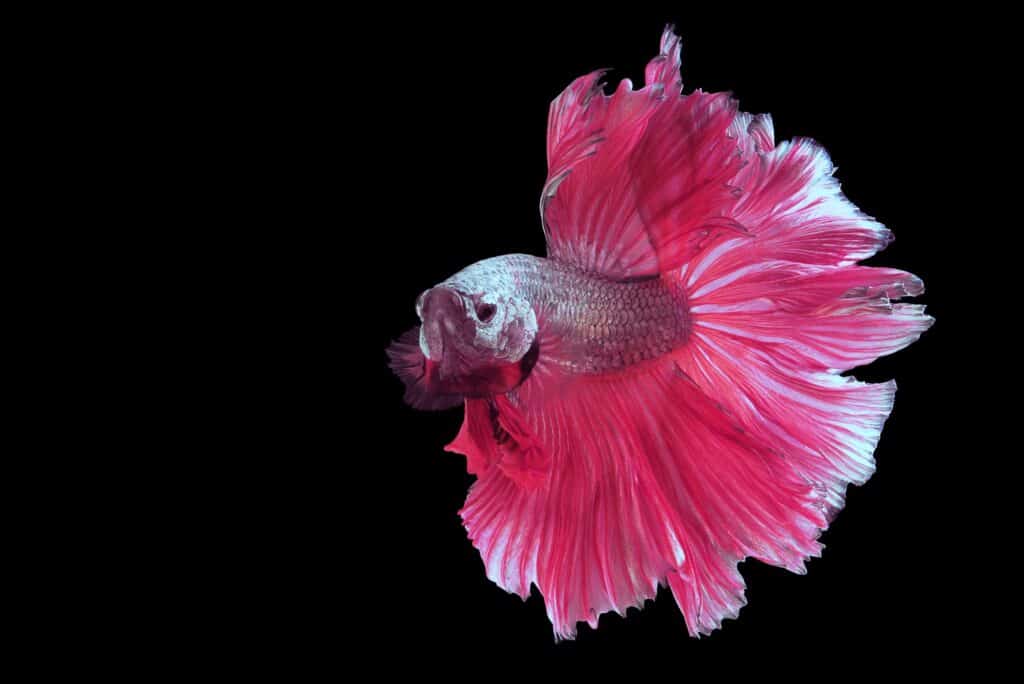 The Unique Beauty of Pink and Blue Betta Fish 2