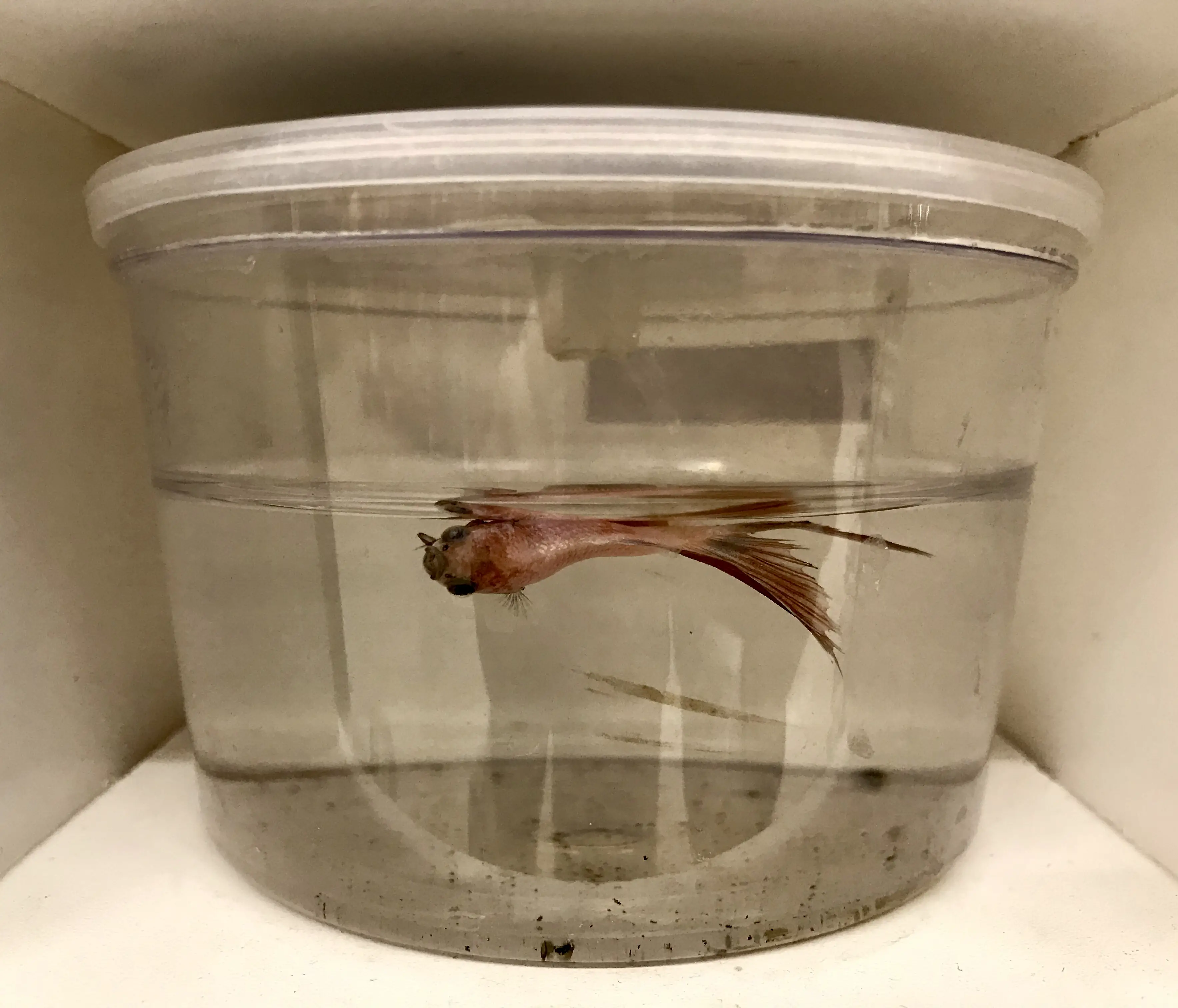 What Does a Dead Betta Fish Look Like?
