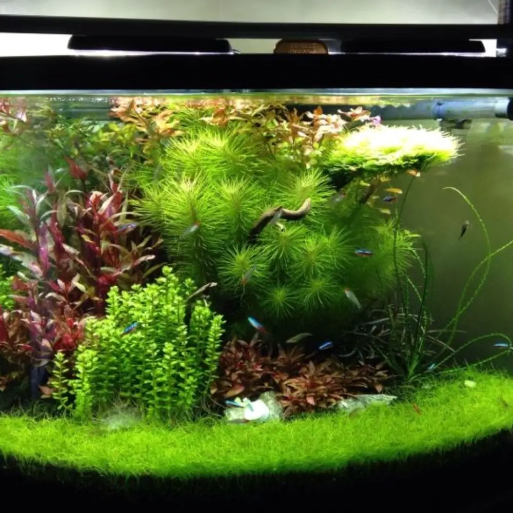 Tips for Creating a Stunning Large Planted Aquarium 2