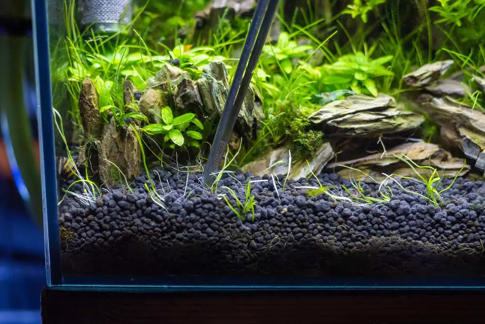 Incorporating Black Plants in Your Aquarium 2