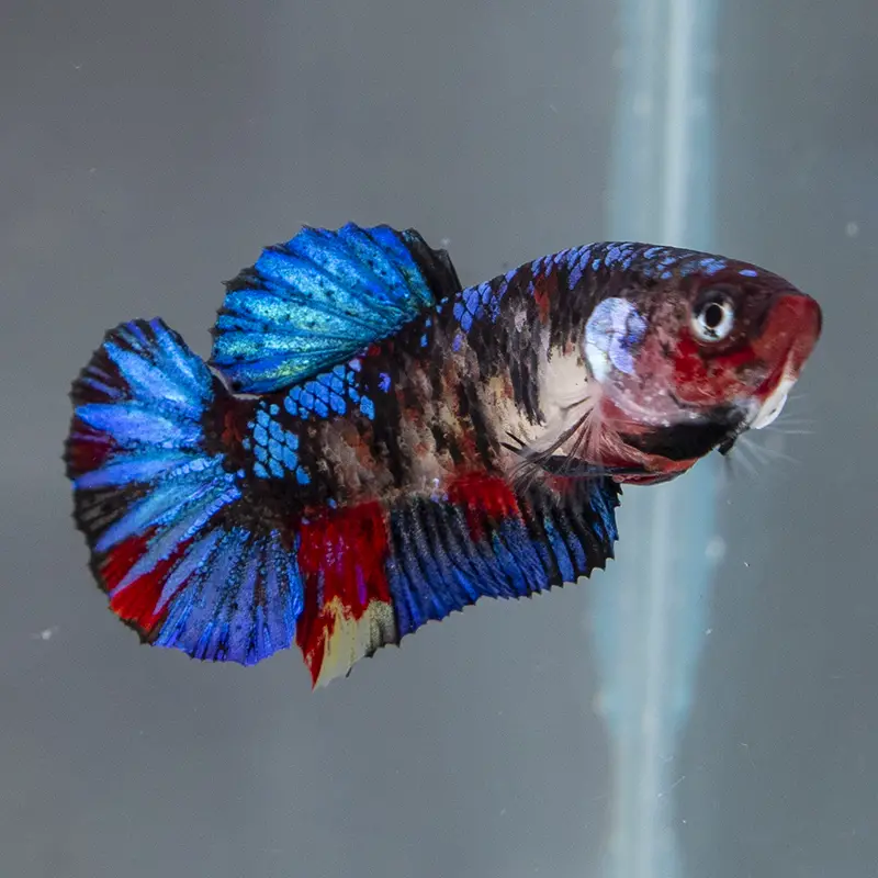 The Elegant and Striking Beauty of Female Blue Betta Fish 2