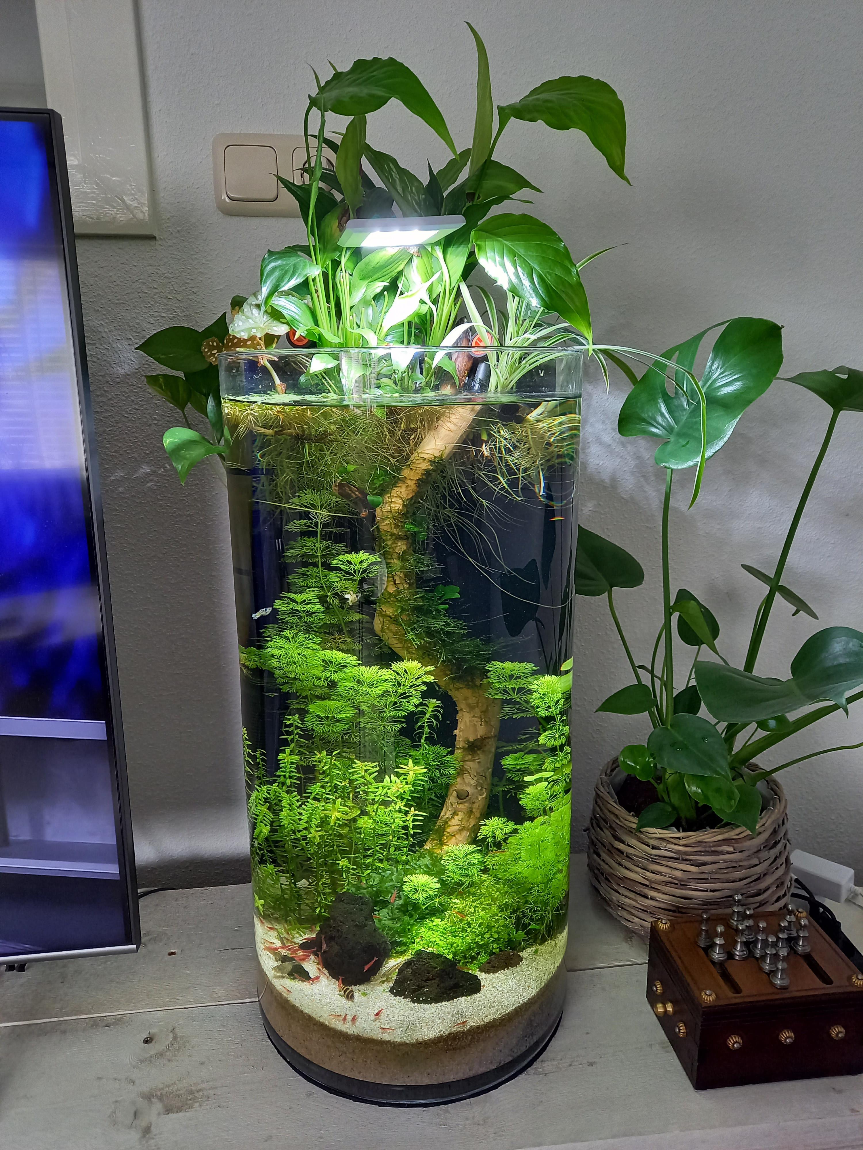 Transforming Your Vase into a Beautiful Planted Aquarium 2
