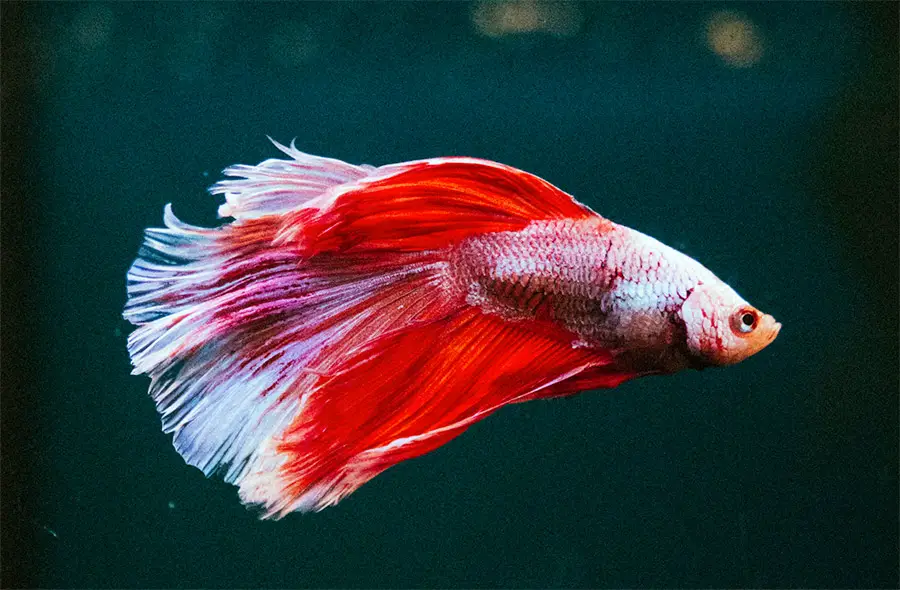 White and Red Betta Fish: A Striking Color Combination 2