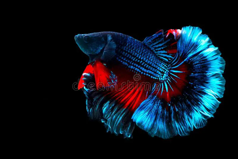 The Mesmerizing and Elegant Blue Half Moon Betta Fish 2