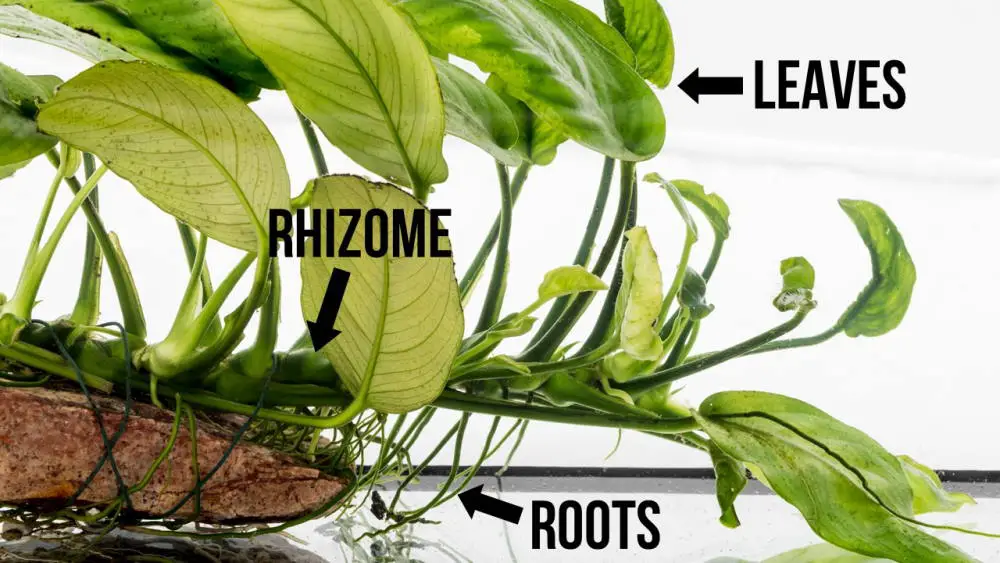 Understanding and Utilizing Roots Growing from Leaves in Your Aquarium 2