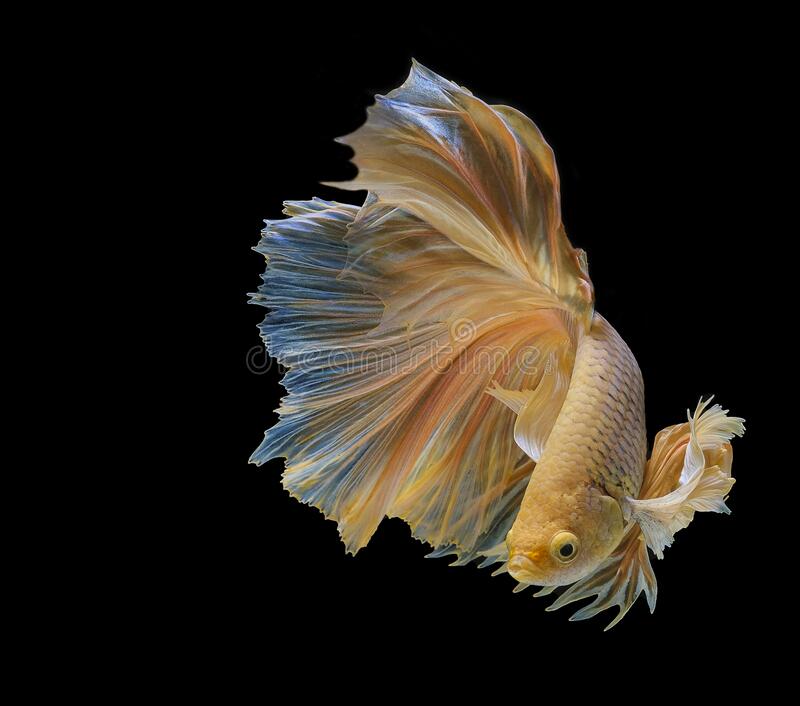 The Beauty of Yellow Betta Fish 2
