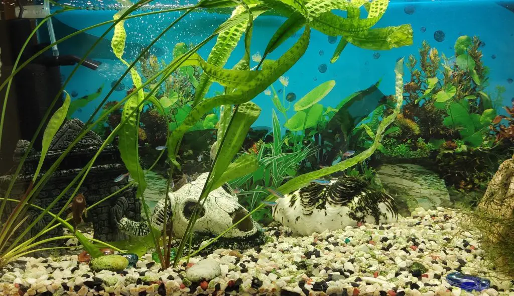 Tips for Safe Shipping of Aquarium Plants 2