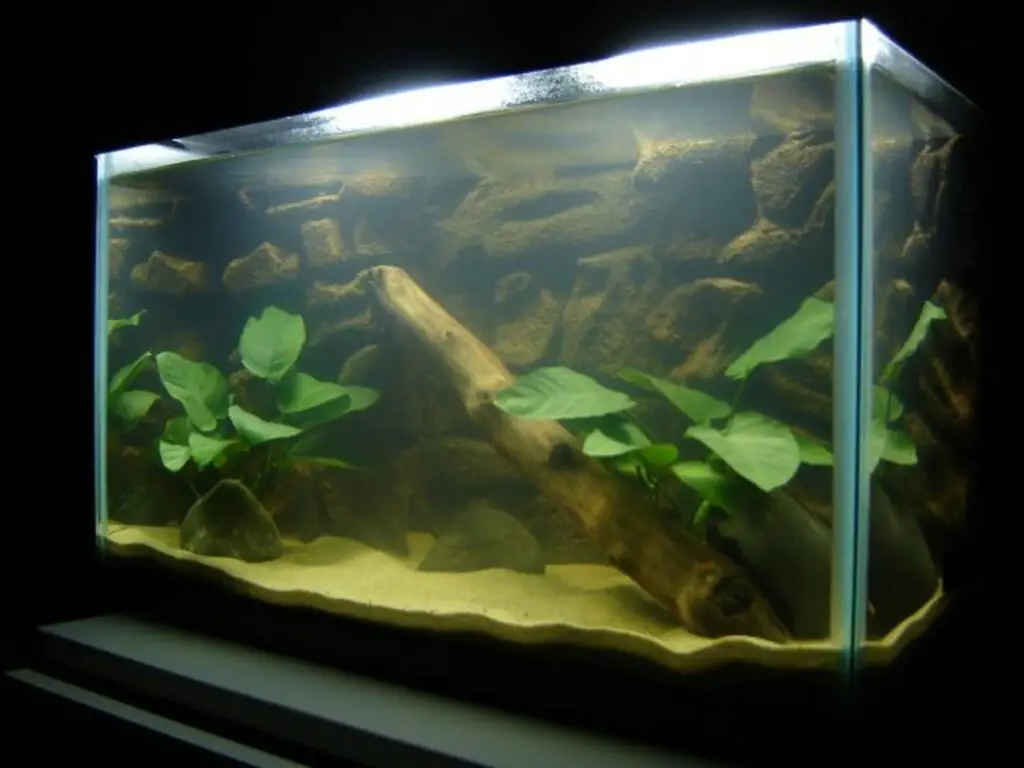 Using Play Sand In Your Aquarium Pros And Cons Betta Fish World