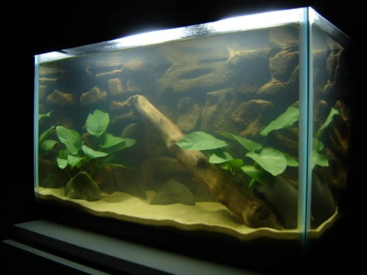 Using Play Sand in Your Aquarium: Pros and Cons