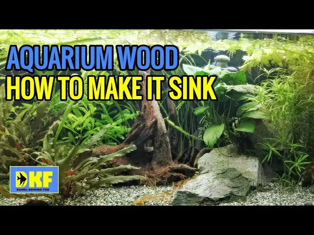 How to Stop Aquarium Wood From Floating? 2
