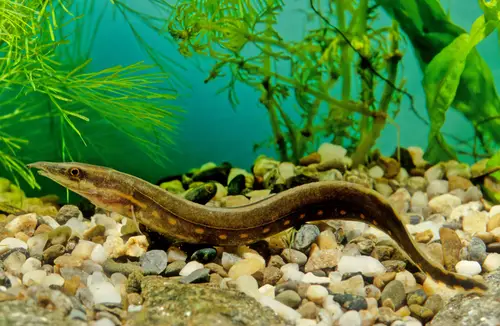 5 Eel-Like Freshwater Aquarium Fish for a Unique Display 2