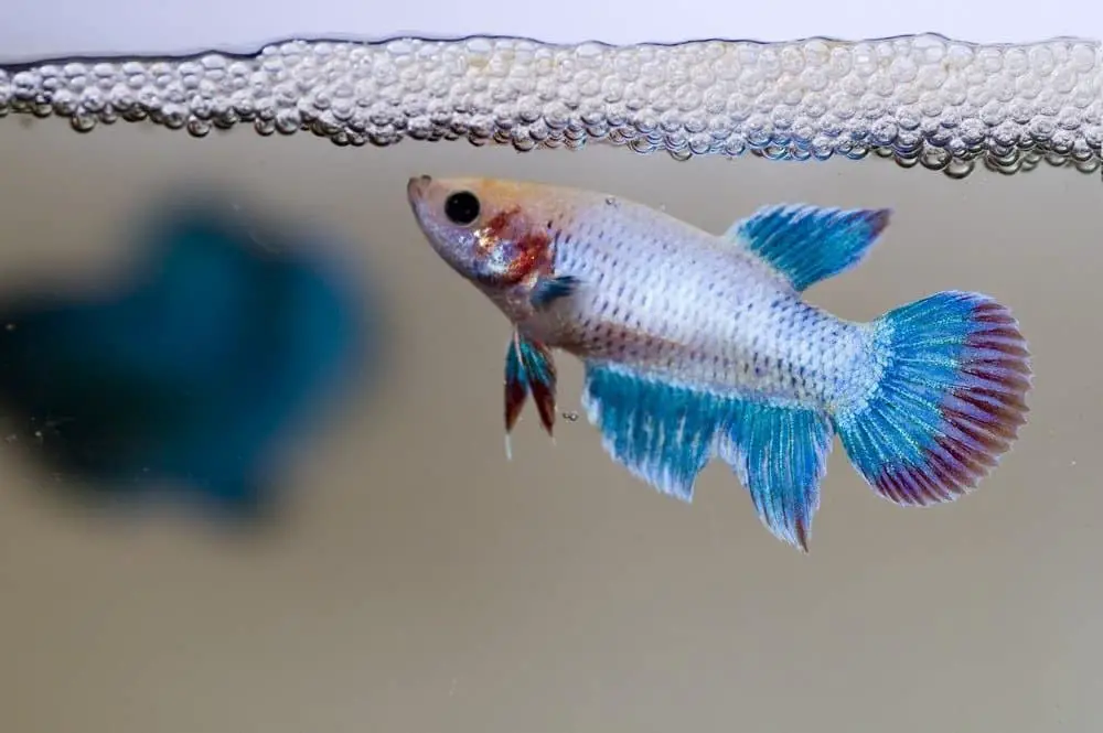How Long Are Betta Fish Pregnant? 2