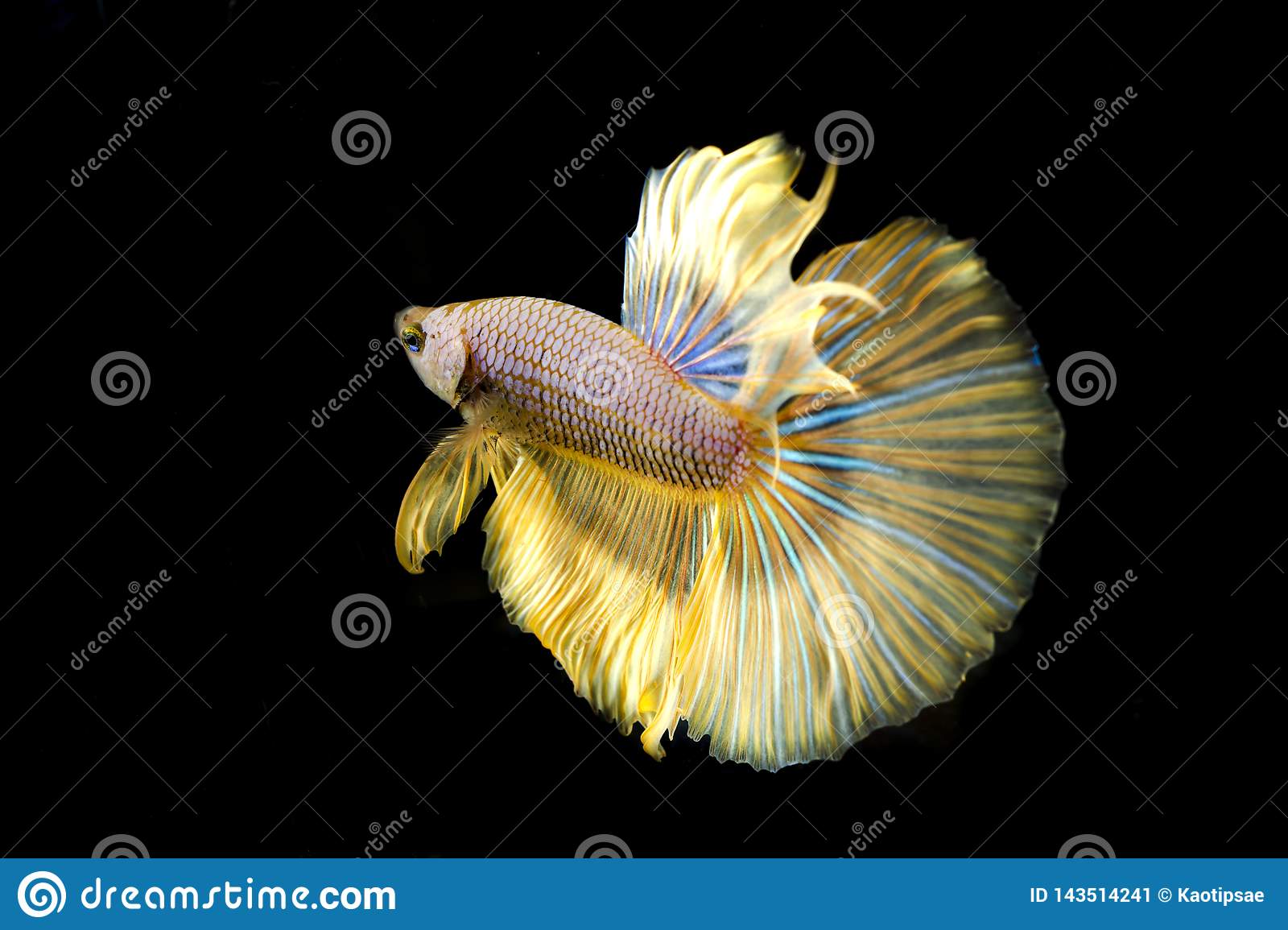 The Alluring and Rich Beauty of Betta Fish with a Gold Coloration 2