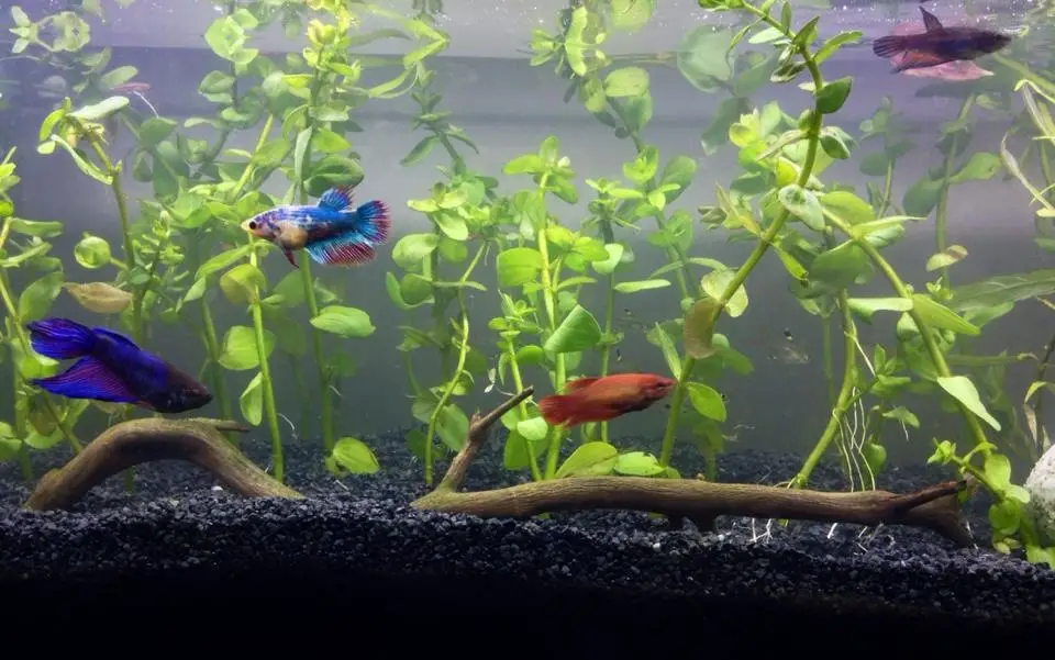 Can 2 Female Betta Fish Live Together?