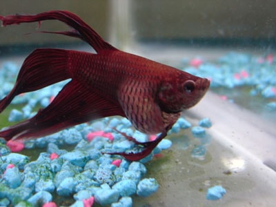 Identifying and Addressing Betta Fish with a Big Belly 2