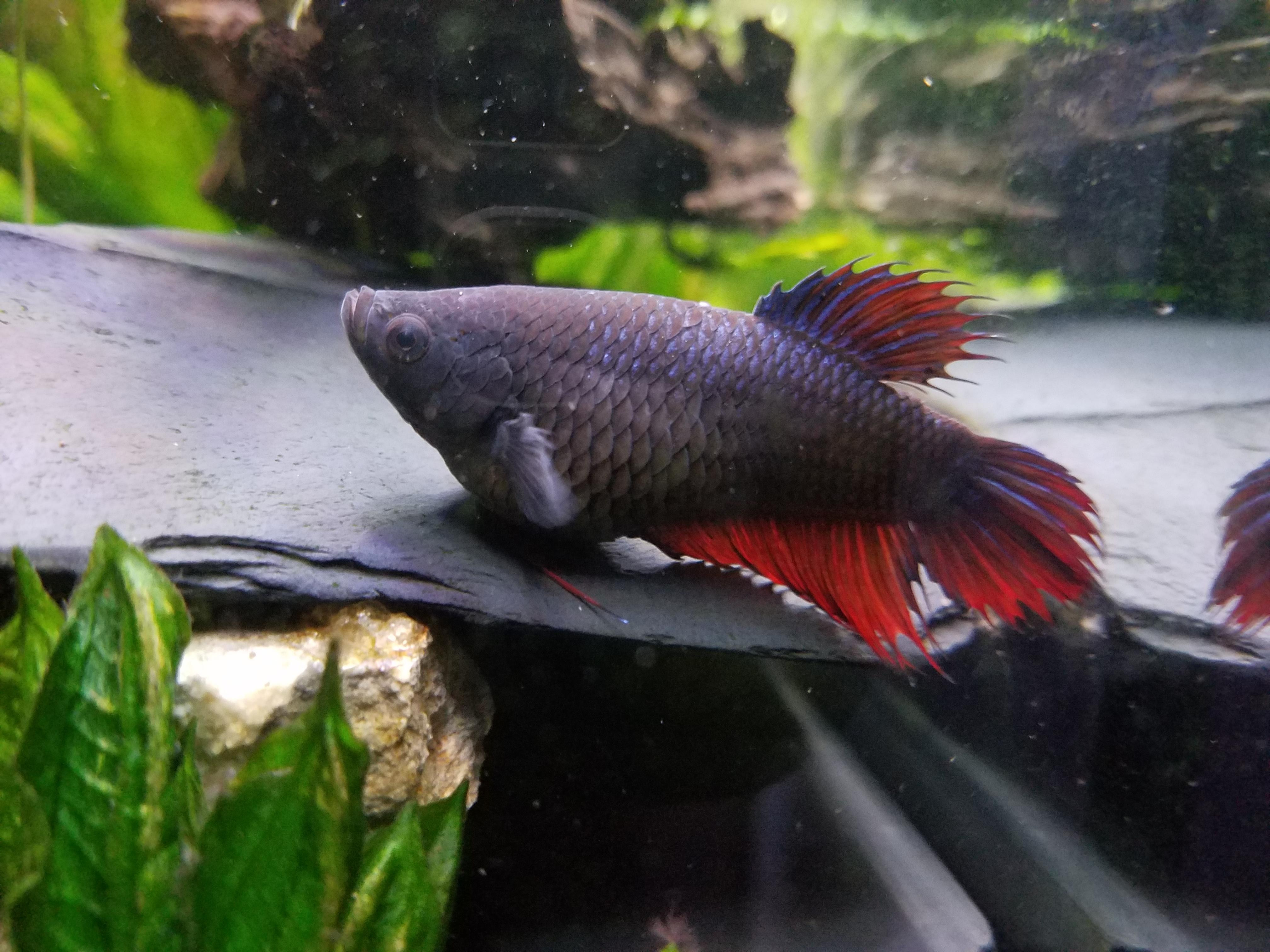 Symptoms and Treatment for Egg Bound Betta Fish