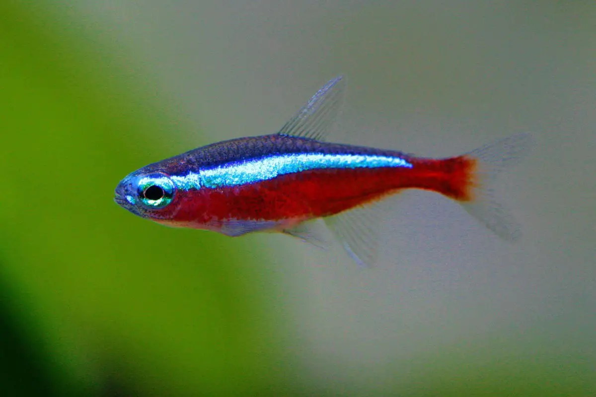 Top 5 Hardiest Fish Species for Your Aquarium 2