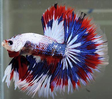 All About Red White and Blue Betta Fish
