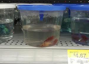 What Does a Dead Betta Fish Look Like? 2