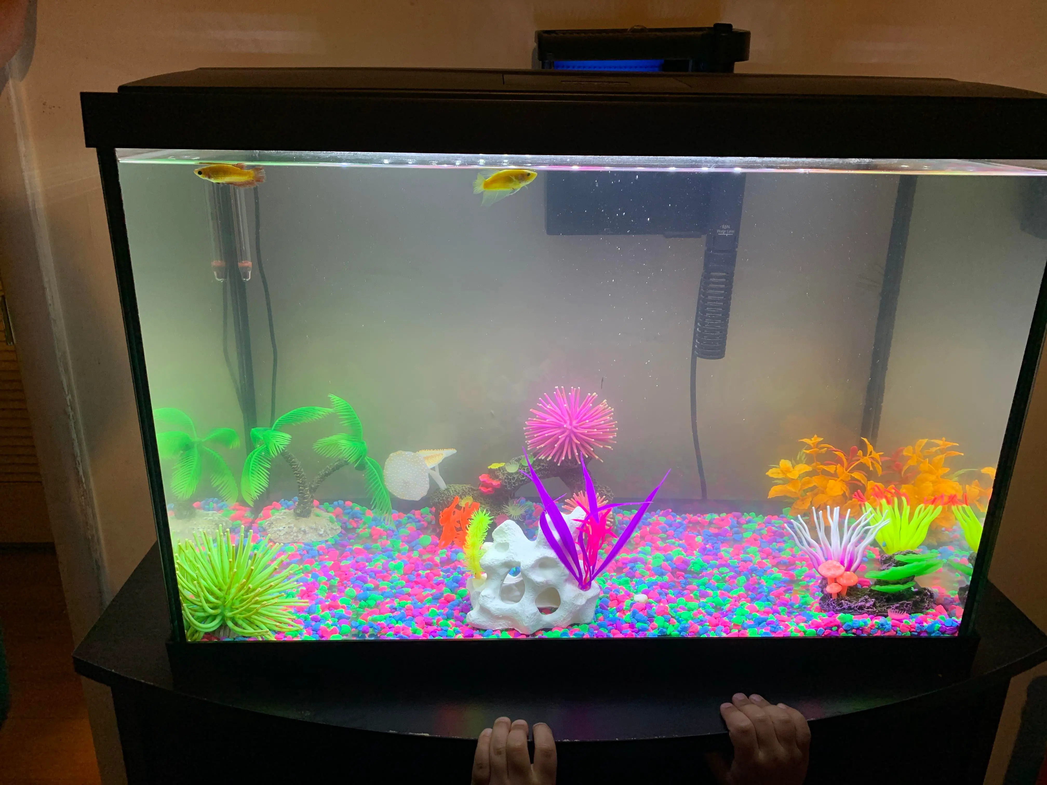 What to Do When Your Betta Fish Tank Water is Cloudy?