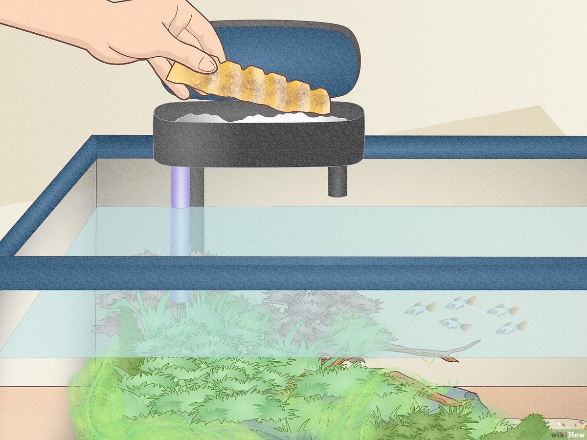 How to Clean Aquarium Filter Without Killing Bacteria? 2