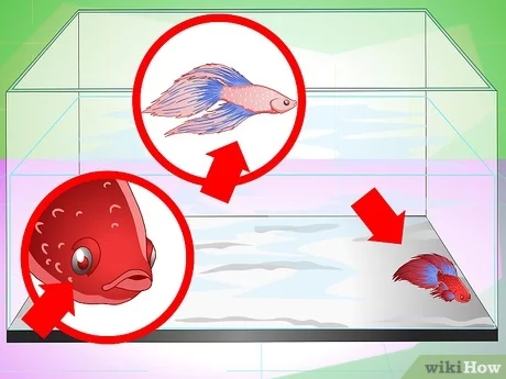 How to Tell if My Betta Fish is Happy? 2