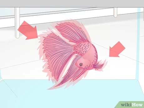 How to Pick a Healthy Betta Fish? 2
