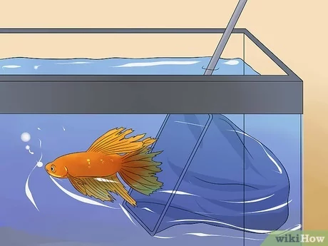 How to Revive a Sick or Dying Betta Fish? 2
