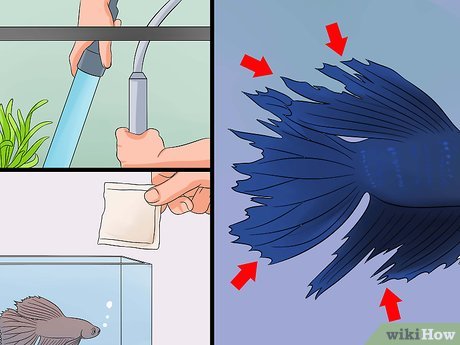 How to Comfort a Dying Betta Fish? 2