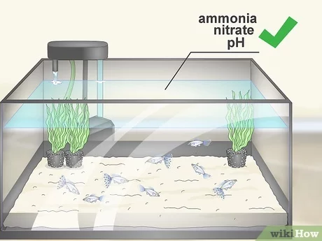 The Importance of Regularly Testing Your Freshwater Aquarium Water 2