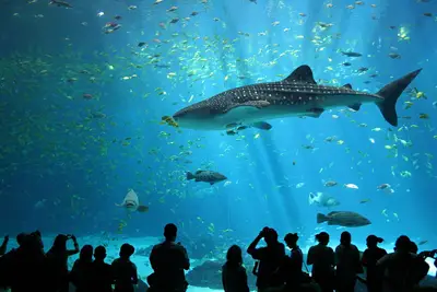 How Did Georgia Aquarium Get Whale Sharks? 2