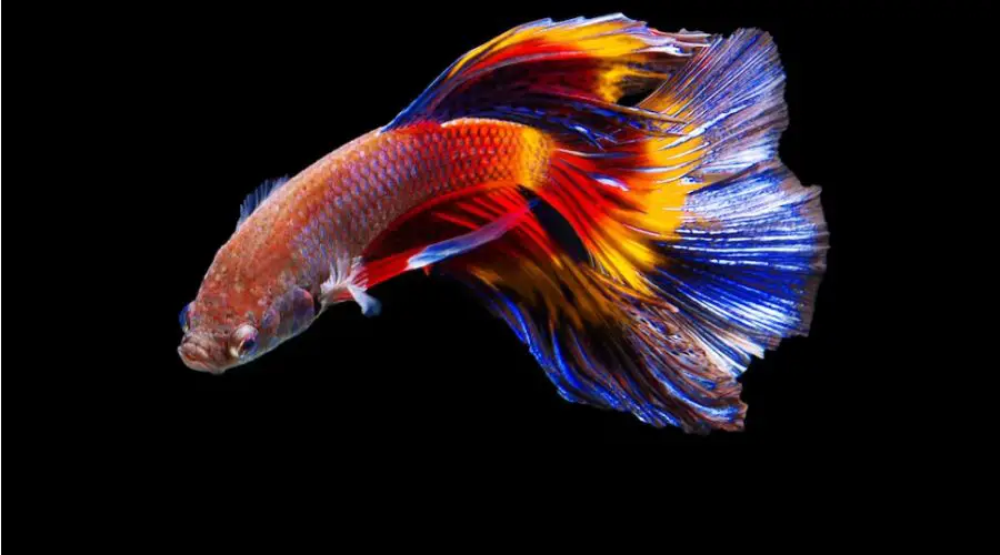 Understanding What Causes Betta Fish to Turn White and Die? 2