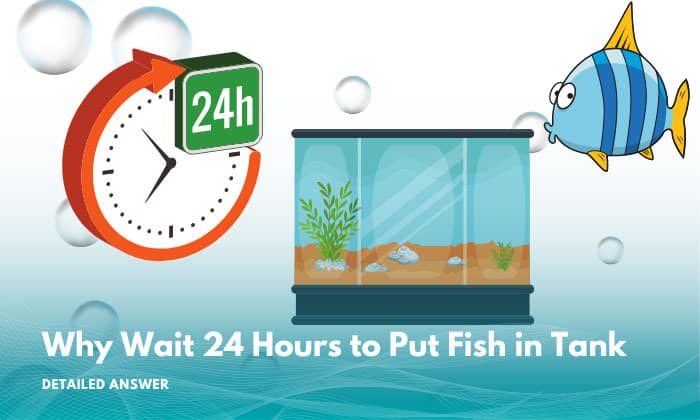 Why Wait 24 Hours to Put Betta Fish in Tank? 2