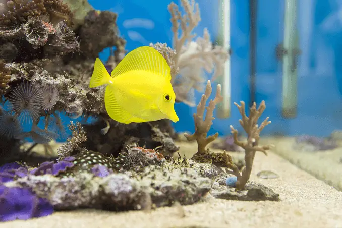 The Ethics of Keeping Fish in Aquariums 2
