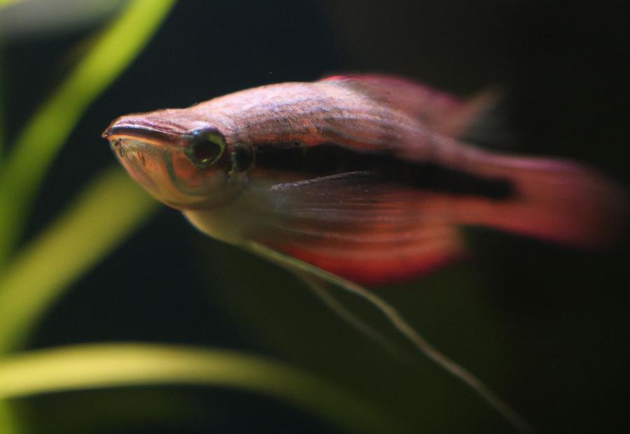 Are gouramIs fin nippers Betta Fish World