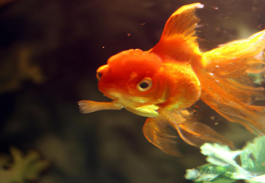 Effects of Tannins on Goldfish - Are tannins bad for goldfIsh 