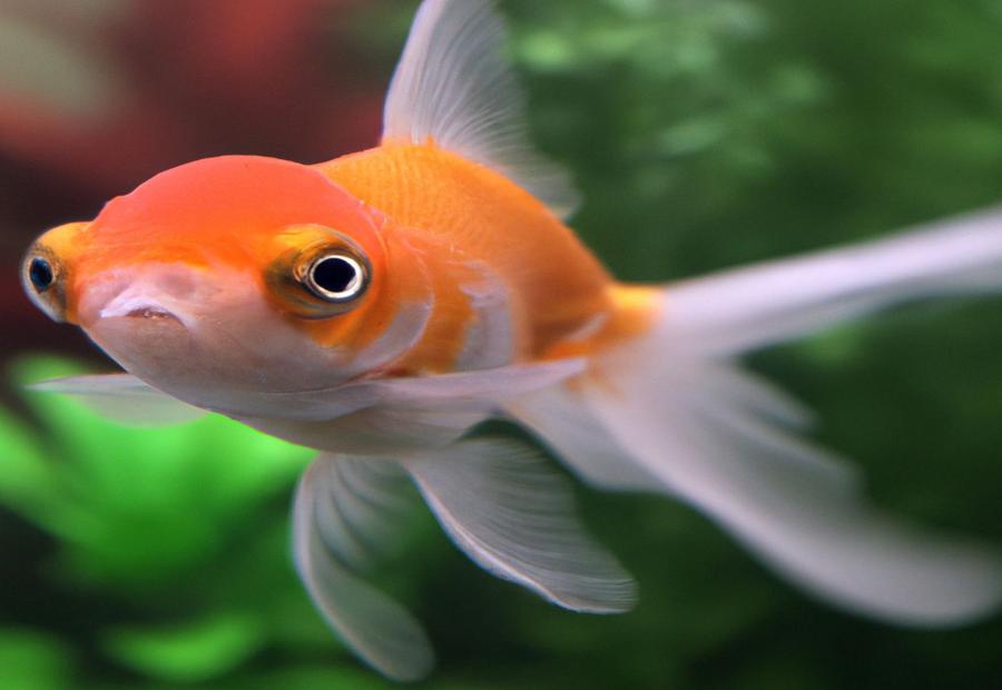 How to Treat Ammonia Burns on Goldfish? - Do ammonia burns on goldfIsh go aWay 