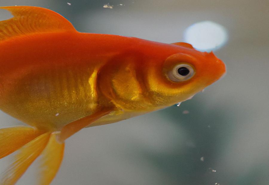 What Causes Ammonia Burns on Goldfish? - Do ammonia burns on goldfIsh go aWay 