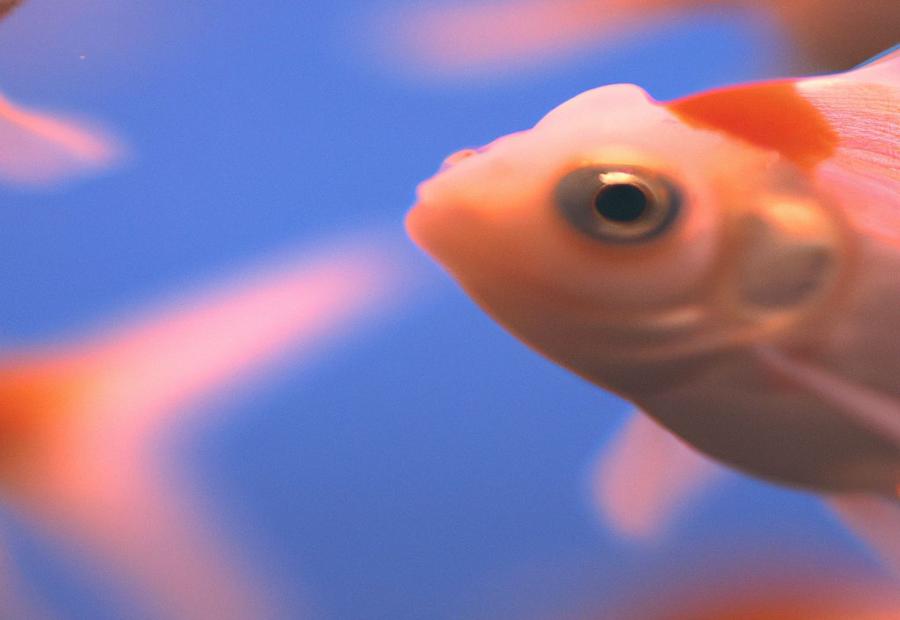 Understanding the Behavior of Goldfish - Do goldfIsh fight and kill each other 