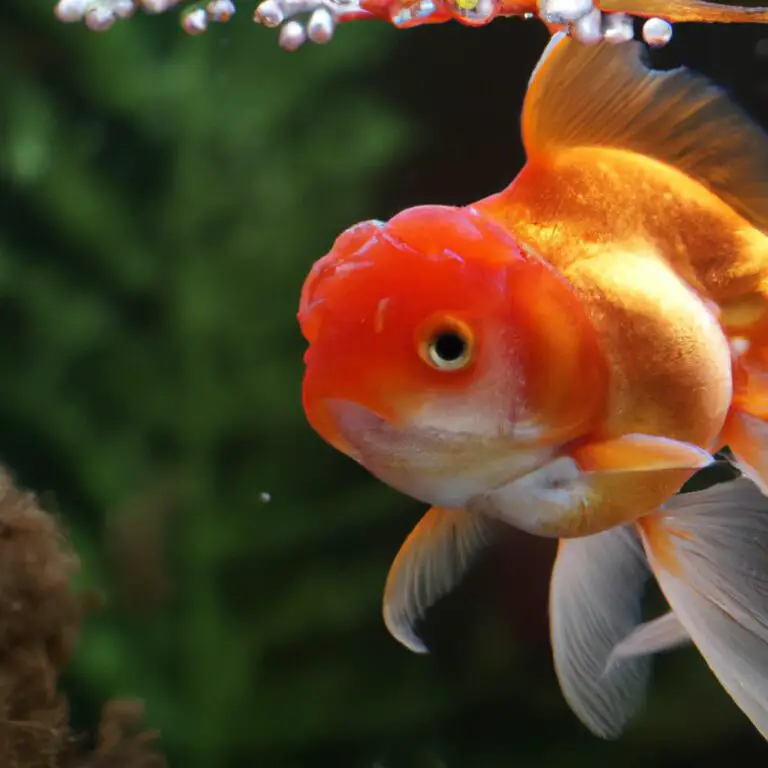 Do goldfIsh make bubble nests Betta Fish World